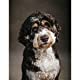 Canine; art; gift; woof; ruff; cute; photography; pup; good boy; boop